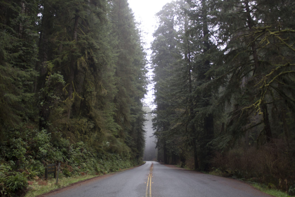 Photo Gallery – Redwood SightSeeing Tours